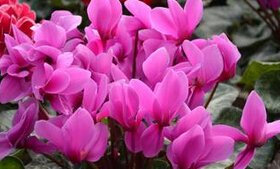 Les couleurs peuvent choisir des graines de fleurs de cyclamen Plantes à fleurs vivaces Graines de cyclamen Paquet de 100 graines