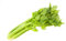 sedano 250 semi gigante piatto micrοgreen non OGM
