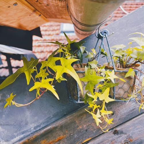 efeu samen winterhart, efeutute hängend samen, pflanzen wand, balkon deko Ivy Vines samen, balkonpflanzen winterhart mehrjährig pflanzen hängend, ranke kletterpflanzen gartendeko für 30pcs