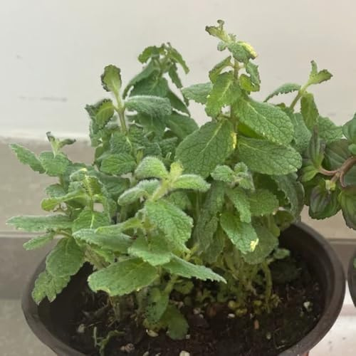 Semillas de menta de manzana orgánicas, de menta semillas de menta raras variedades antiguas semillas de medicinales 500pcs