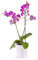 Orquídea Natural Phalaenopsis Flores Rosas Planta de Interior Decorativa en Maceta Ø10 cm Altura 70 cm Hogar Oficina o Regalo