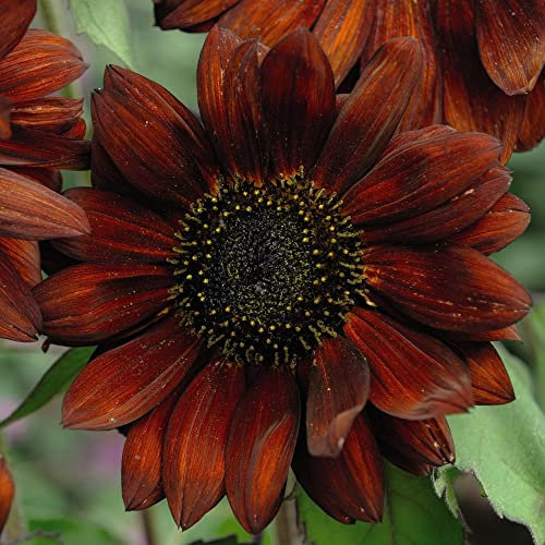 Sunflower Helianthus annuus Seeds 'Velvet Queen' Hardy Annual Red Orange Blooms Easy to Grow Your Own Garden Flowers 1x Packet (Approx. 18 Seeds) by Thompson and Morgan