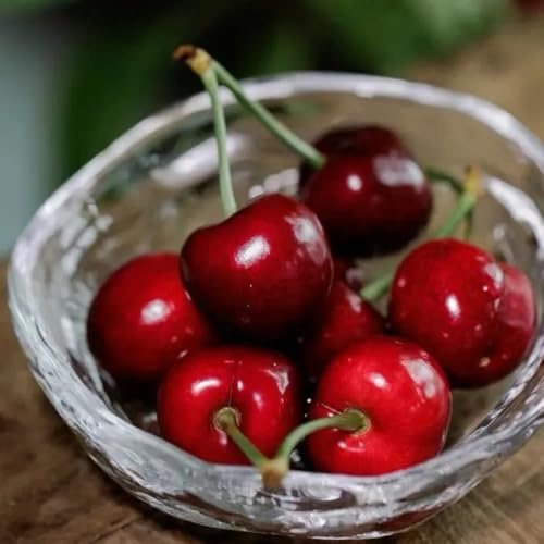 Semillas de cerezo, semillas de cereza, en espaldera resistentes para el jardín columnar fresca semillas raras Cerezo chileno resistente 25pcs