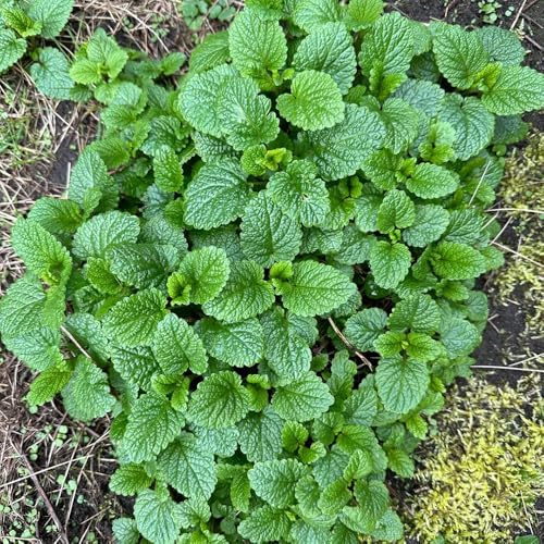semillas de melisa de jardín orgánicas en interior, variedades antiguas jardín interior resistente 600pcs