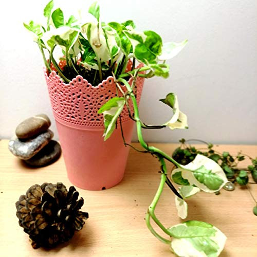 Easy Plants® 1 Devil's Ivy Golden Pothos Ivy Arum Plant in Pink Floral Pot