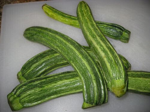 15 SEMI- ZUCCHINO Romanesco semi freschi