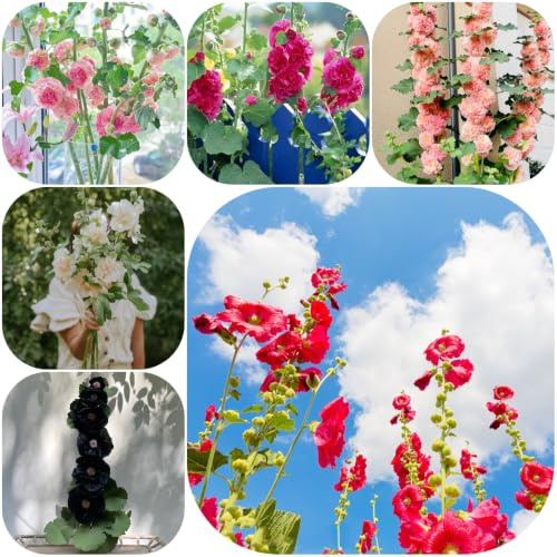Semillas de malva real - orgánico de interior raro jardín en miniatura jardín rocas mariposas semillas silvestres decoración lugares soleados 50pcs