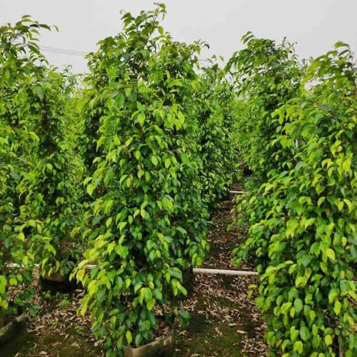 40 pcs birkenfeige samen - Ficus benjamina - balkonpflanzen, samen balkon birkenfeige zimmerpflanze topfpflanzen für draußen, garten-geschenke balkon beet, winterharte pflanzen samen,