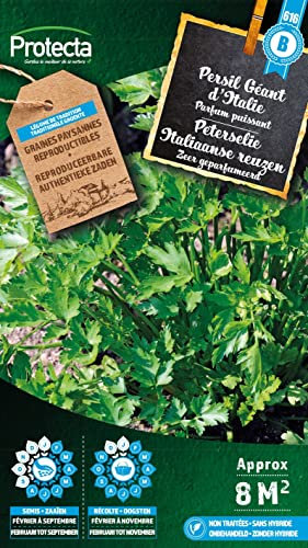 Persil Géant d'Italie- Protecta Graines paysanne
