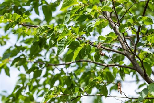 Ostrya carpinifolia 60–100 cm – Winterhart, Mehrjährig & Pflegeleicht – Hopfenbuche – Heckenpflanze für Garten & Sichtschutz
