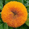 30 semillas de girasol gigante Sungold Semillas (Helianthus annuus)