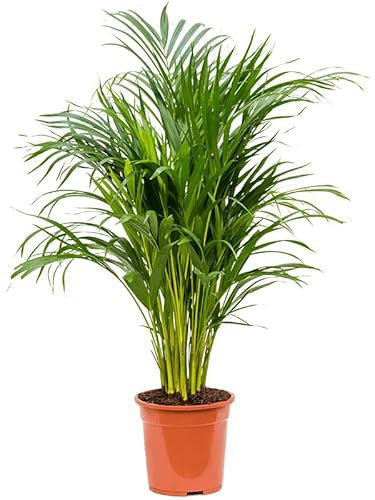 top air Purifying Plant - Areca Palm - Dypsis lutescens - Indoor Potted houseplant, Easy to Care for Live Plant 70-80cm Tall