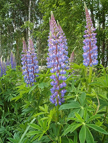 10 Semillas de Lupino Azul (Lupinus Angustifolius)