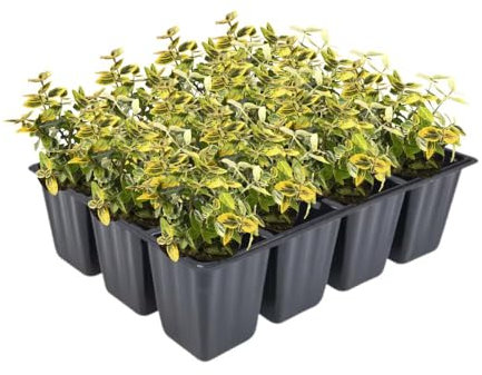 Couvre-sol, Euonymus fortunei « Emerald'n Gold », arbuste fuseau, feuilles vertes jaunes, résistantes à l'hiver, faciles d'entretien, compactes