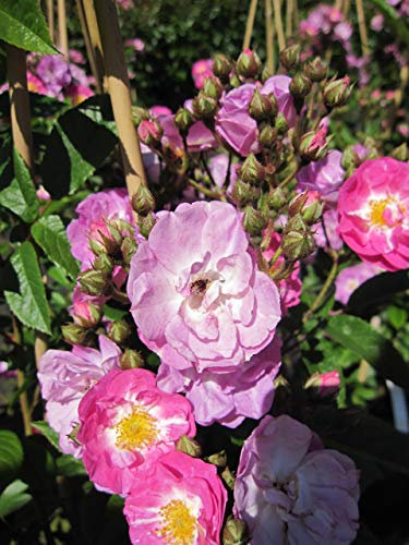 Baumschule Pflanzenvielfalt Rosa Robin Hood® - Kletterrose Robin Hood®