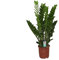 Zamioculcas Zamiifolia Zanzibar Glücksfeder 110-120 cm – Pflegeleichte Zimmerpflanze für Wohlfühlatmosphäre, Luftreinigung & Dekoration