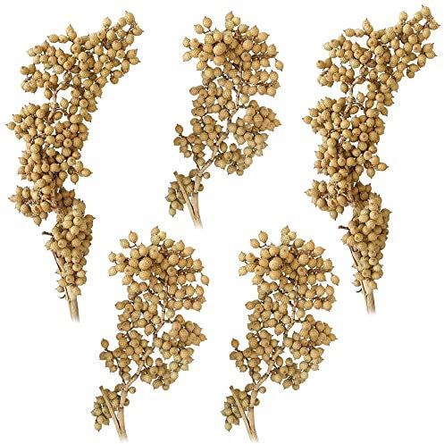 matches21 Canella Trockenpflanzen Naturdeko getrocknet Dekozweige Trockenblumen Herbst Bastelmaterial Natur 5er Set