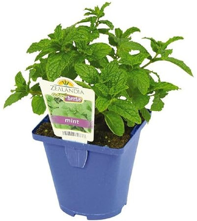 Planta Viva de la Hierbabuena Mentha Planta para Huerto y Jardín