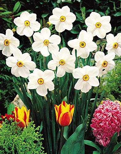 30 Dichternarzissen Actaea duftend Narzissen Blumenzwiebeln Narcissus