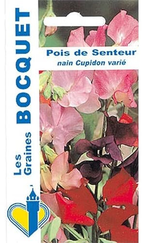 Sachet de graines de Pois de senteur nain Cupidon varié - 5 g - fleur annuelle - LES GRAINES BOCQUET