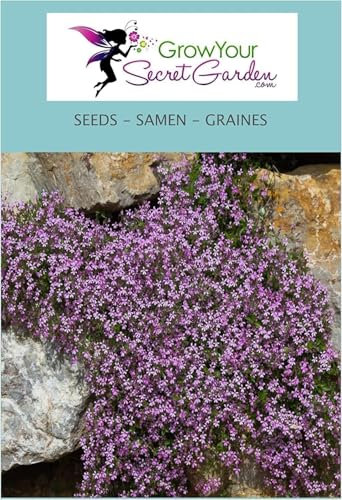 Saponaria ocymoides 70, Saponaire de Montpellier - plante vivace, couvre-sol