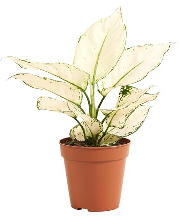Bloomique - Aglaonema White Joy - Plante d'intérieur - Purificateur d'air - Hauteur 20-30 cm - Pot de 12 cm