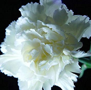 6: 100 teile/beutel, nelkensamen, dianthus caryophyllus, topfpflanzen, pflanzen jahreszeiten, blühende pflanzen