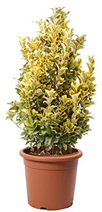 KENTIS - Euonymus Japonicus Aurea - Plantes d'Extérieur - Plantes de Haie - Différentes Tailles et Hauteurs - H 100-125 cm Pot de Culture Ø 30 cm