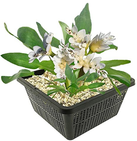 vdvelde.com - kapseerose - Aponogeton Distachyos - - Vanille duftende Seerose- Ausgewachsene Höhe: 5 cm- Platzierung: -10 bis -40 cm