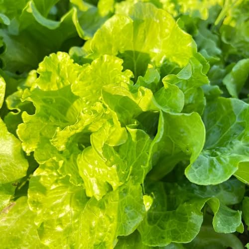 semillas de lechuga hoja - perennes resistentes jardín, invernaderos balcón Decoración exteriores 55pcs