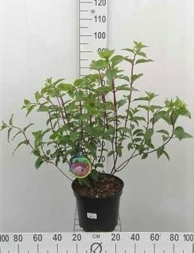 Hydrangea pan. 'Vanille Fraise'® - Hydrangea Paniculata 60-80 cm en pot