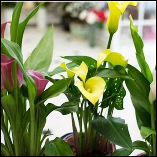 Calla-Zwiebeln/Calla-Pflanzen/Fleißige, mehrjährige Pflanze/Geeignet zum Anpflanzen im Innen- und Außenbereich des Gartens/Schöne Schnittblume/CXXFGFT-6 zwiebeln-D