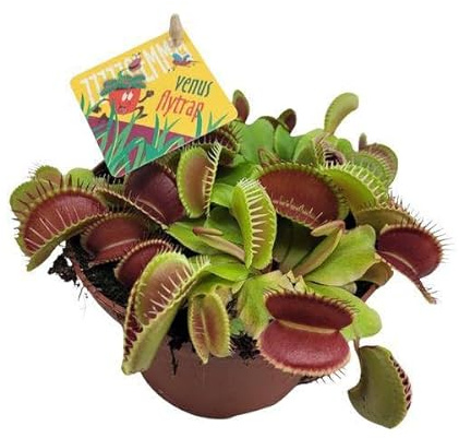 Venusfliegenfalle – Dionaea Muscipula – Fleischfressende Pflanze – Ø12cm – 12cm – Exotische Zimmerpflanze mit Fangblättern – Pflegeleicht & dekorativ
