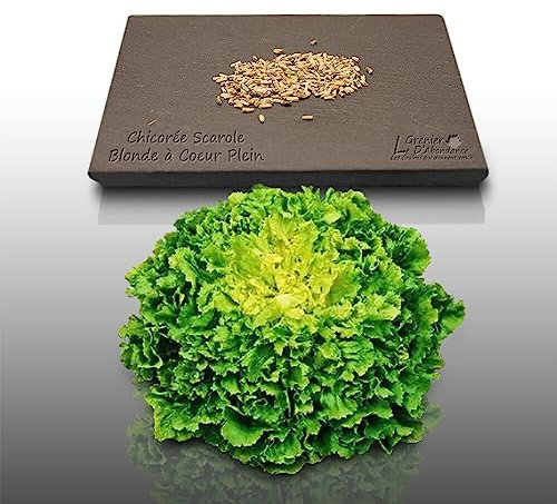 250 graines à semer - Le Grenier d'Abondance - CHICOREE SCAROLE Blonde à cœur plein - Cichorium