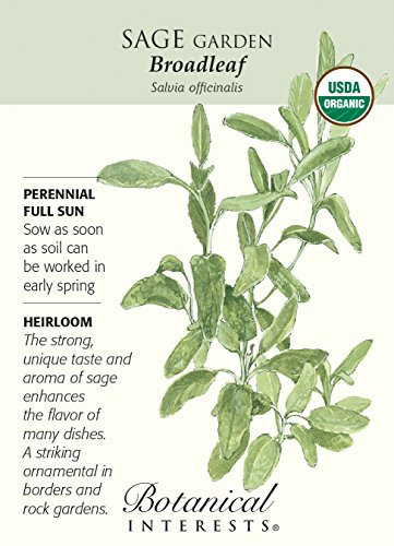 Latifoglie Sauge - 30 semi - Héritage biologique : Graines