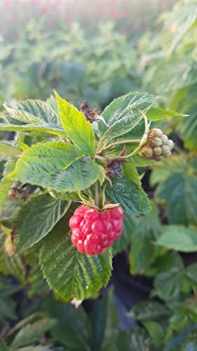 Rubus idaeus LOWBERRY® 'Little Sweet Sister'/ Framboisier LOWBERRY® 'Little Sweet Sister' (Remontant) / Conteneur de 3 à 4 litres