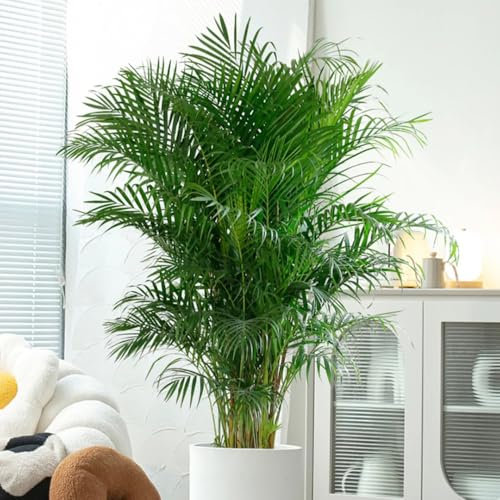 goldfruchtpalme samen, deko pflanzen, balkongewächshäuser garten, gartenpflanzen winterhart mehrjährig hochbeet, winterharte kübelpflanzen deko wohnzimmer, seeds exotische pflanzen, 30pcs