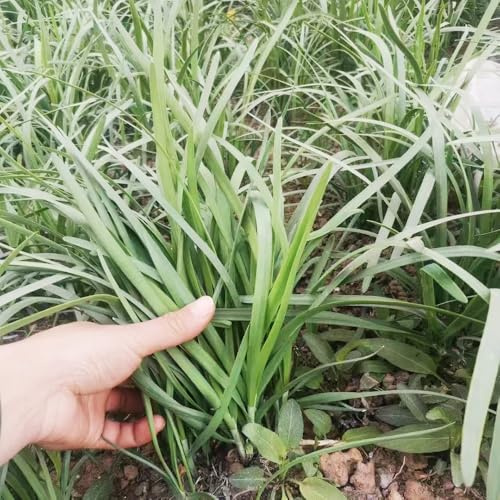 cebollino - exóticas balcones con parterres elevados semillas de cebollino semillas de balcón hortícolas aromáticas jardín, 850semillas