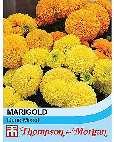 Marigold 'Dune Mixed' African Marigold Half-Hardy Annual Flowers Summer Autumn Flowering Garden Plants Grow Your Own 1 x Seed Packet (40 Seeds) Marigold 'Dune Mixed' by Thompson and Morgan