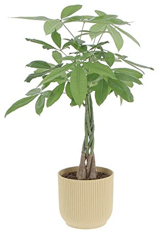 KENTIS - Pachira Acquatica - Pianta Portafortuna - Piante da Interni Vere - H 80-90 cm Vaso Ø 17 cm