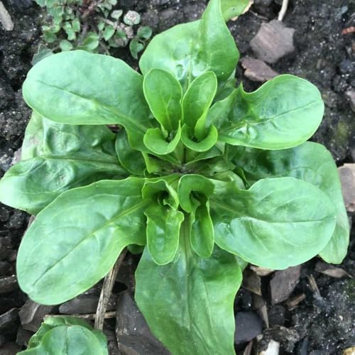 lattuga di agnello biologica da giardino perenni resistenti semi di lattuga invernali, orto resistente aromatiche biologiche e invernali balcone serra 300Semi