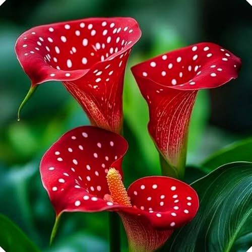 Los bulbos de cala están disponibles en una variedad de colores, perfectos para macetas o jardines.-2bulbos-B