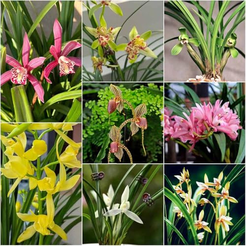 orquídea - semillas pradera semillas de - Serie Raras perennes resistentes jardín 20pcs