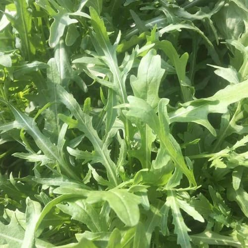semi di rucola biologica, esotiche da esterno resistenti giardino da decorativa per balcone 200pcs