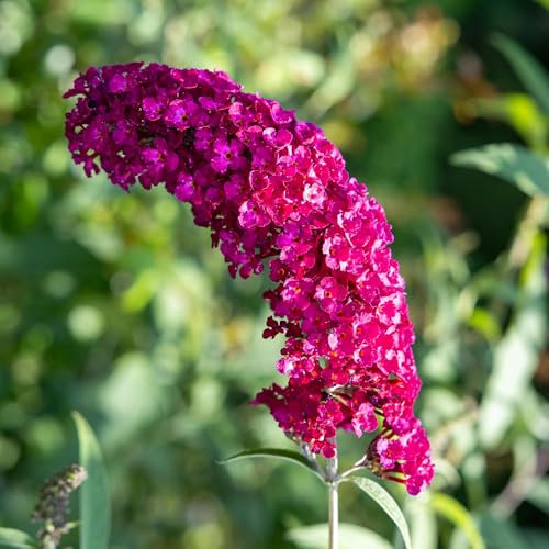 GreenboutiQ - Buisson à Papillons - Buddleja davidii Royal Red - Fleurs Rouge - 1 Plante - Feuilles Caduques - Attire les Papillons - Pot 17cm Hauteur 25cm