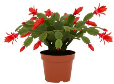 Cactus de Navidad (Schlumbergera) Natural Elegancia Invernal DECOALIVE