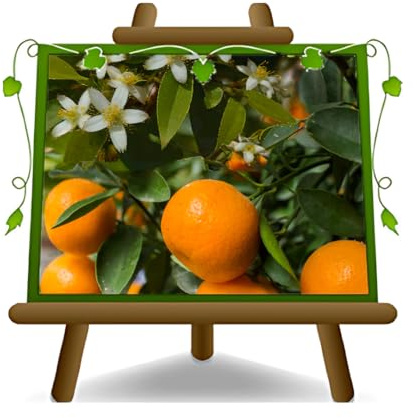 EURO PLANTS VIVAI Agrumes Mandarine Agrumes nobles Arbre fruitier Hauteur: 60~80 cm Pot: 22 cm