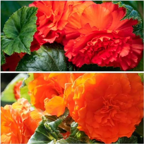 Collection de bégonias Orange et rouge Fimbriata, mélange de 5 tubercules de bégonias de Hollande, vrais grands bégonias (sans graines et non artificiels), vivaces pour pots et balcons, non rustiques.