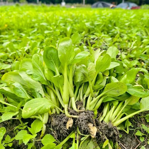 semillas de pak choi decoración exterior de mostaza china interior exóticas trepadoras interior jardín resistentes en 400pcs