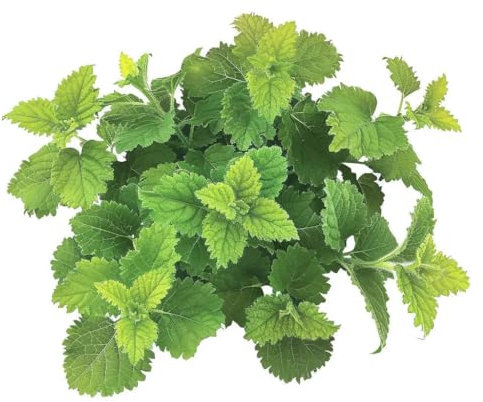 60 Graines de Mélisse Officinale